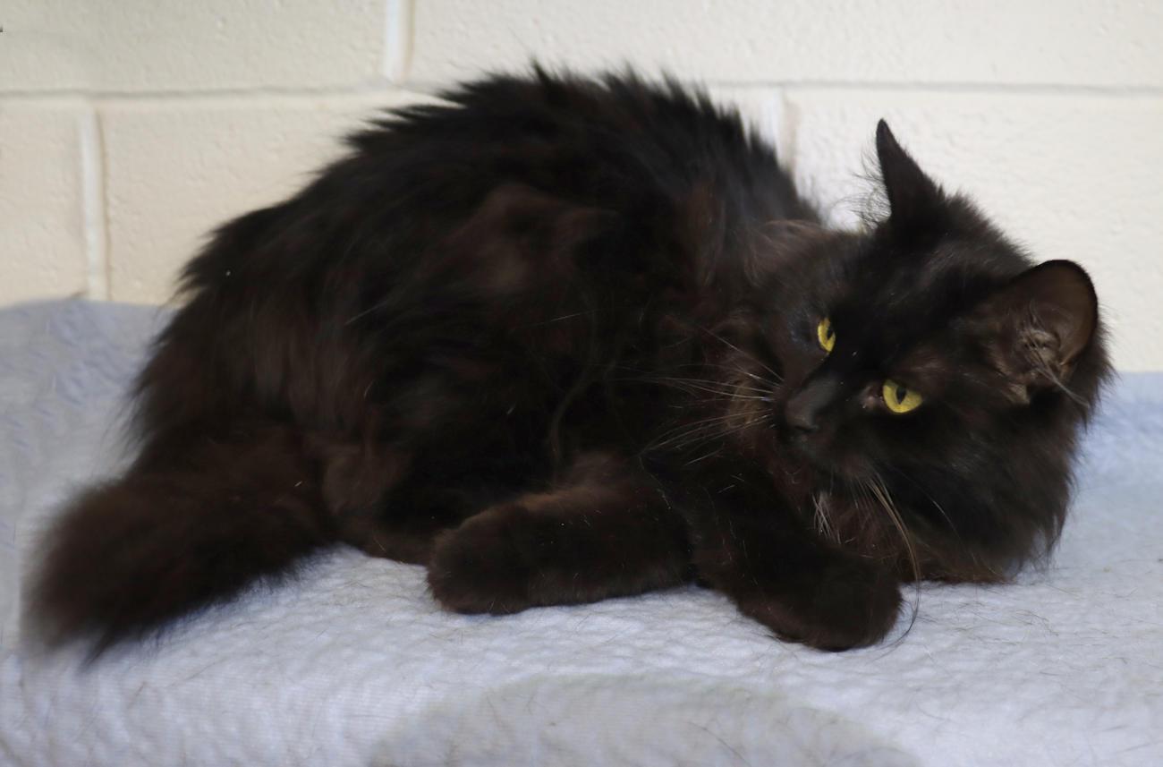 Enlarge Frankie, an adopted mixed breed in Euclid, OH image 4/6