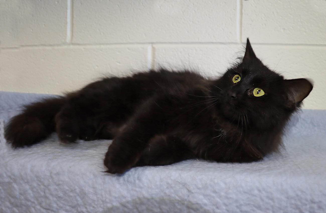 Enlarge Frankie, an adopted mixed breed in Euclid, OH image 3/6