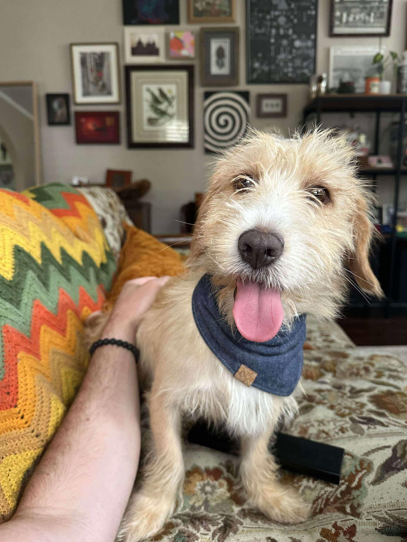 Terri, Adopted, Adult Female Terrier.