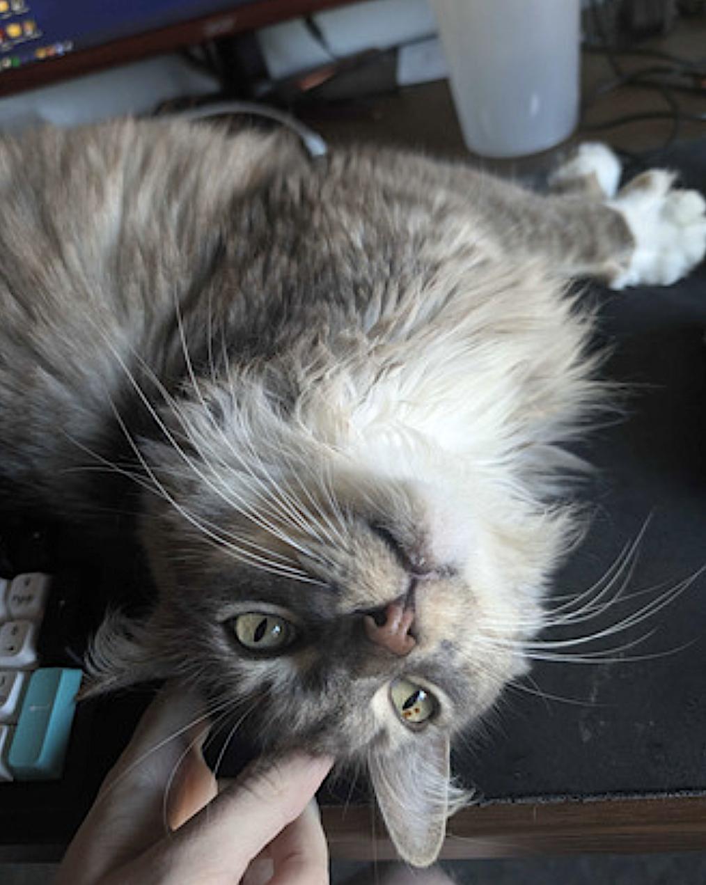 Lancelot — thumbnail 5