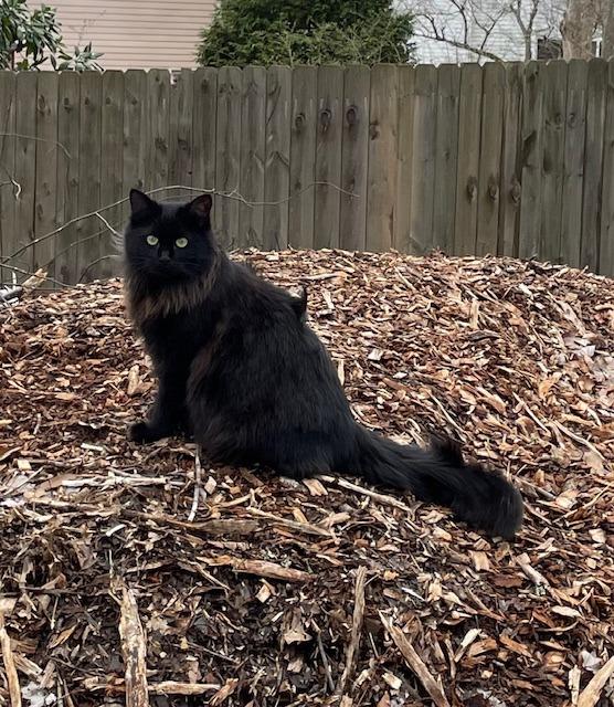 Odessa, Adopted, Adult Female Domestic Long Hair.