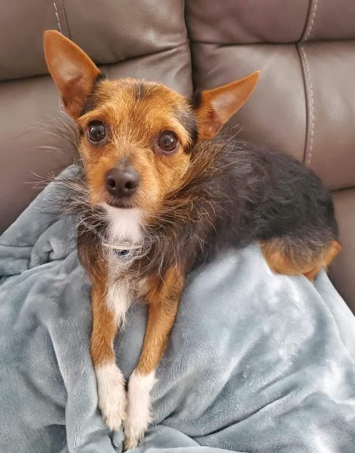 Lewis Terrier Dog