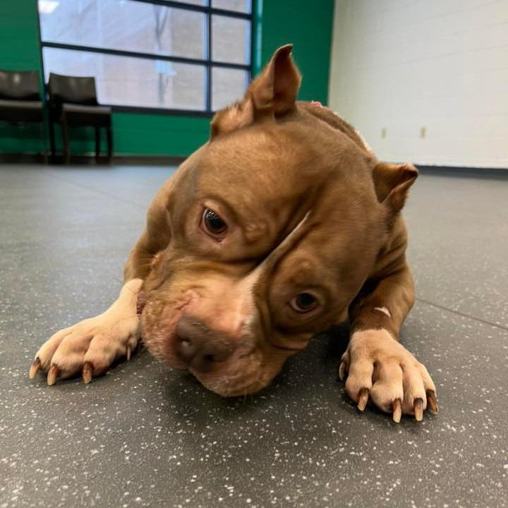 Tank, a Adoptable Mixed Breed in Pittsburgh, PA image 2/6