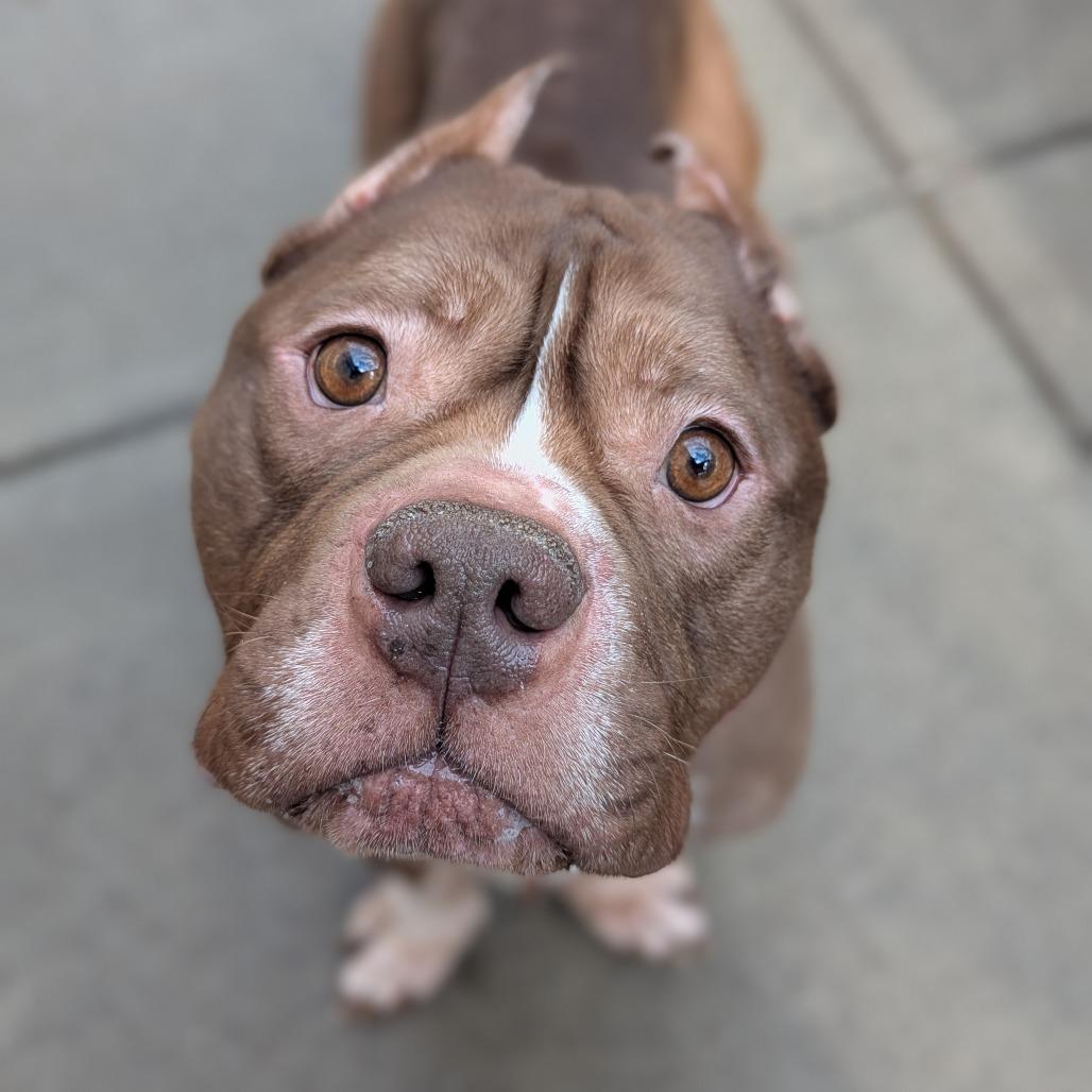 Tank, a Adoptable Mixed Breed in Pittsburgh, PA image 3/6