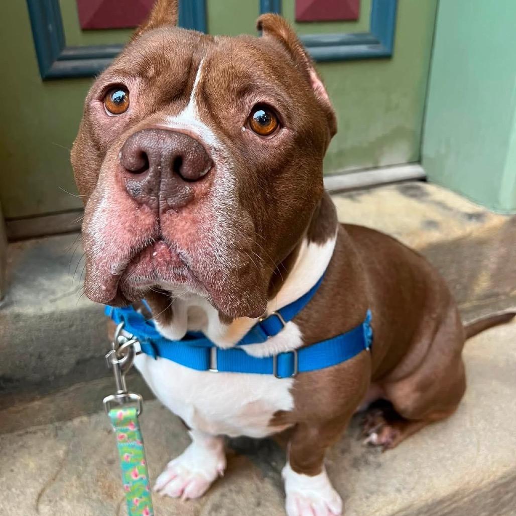 Enlarge Tank, a Adoptable Mixed Breed in Pittsburgh, PA image 5/6