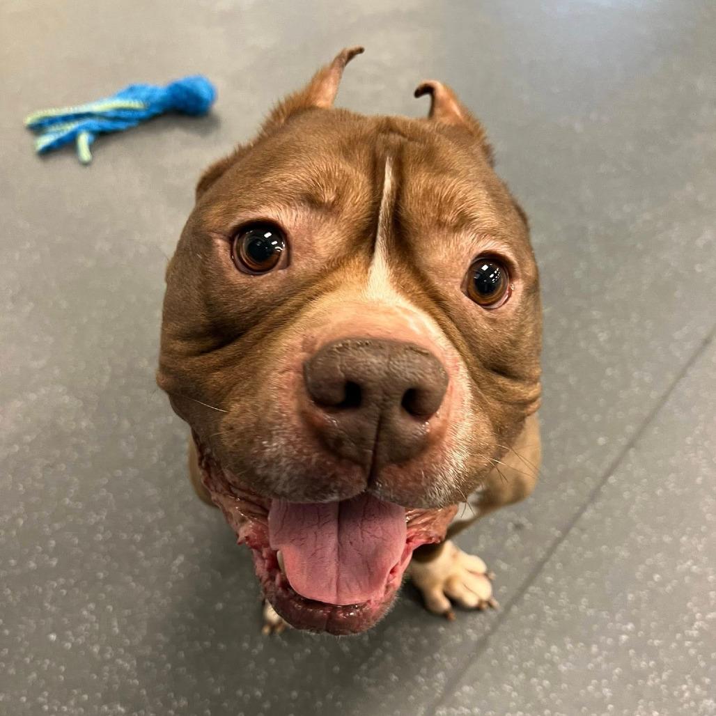 Tank, a Adoptable Mixed Breed in Pittsburgh, PA image 6/6