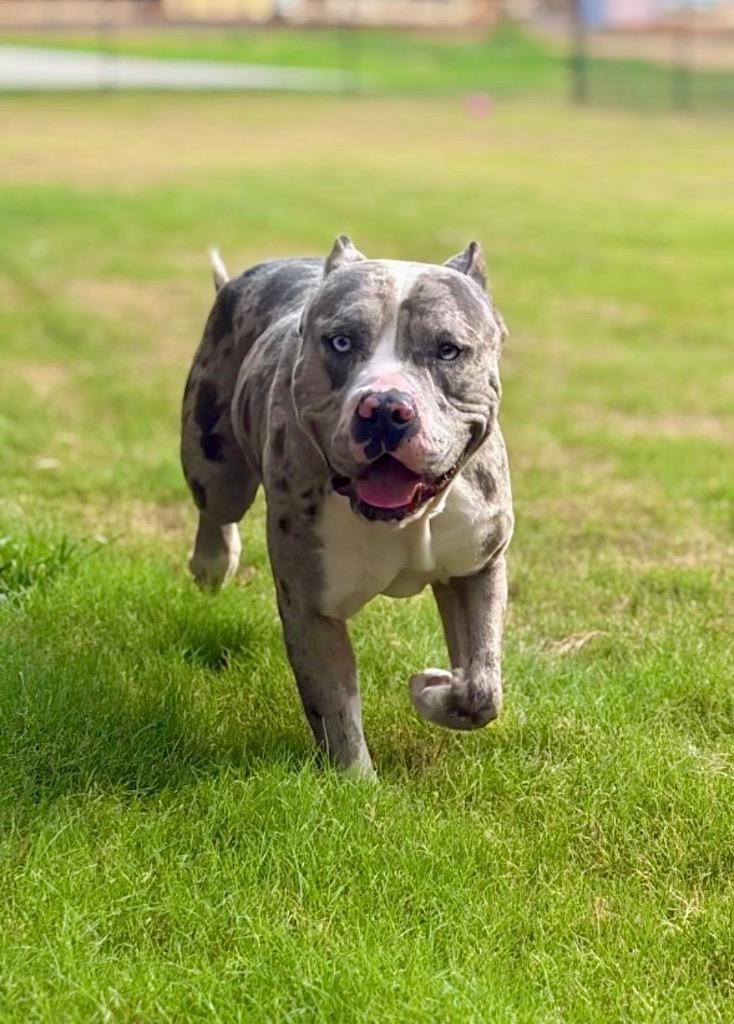 Tiger, Adoptable, Young Male American Bulldog.