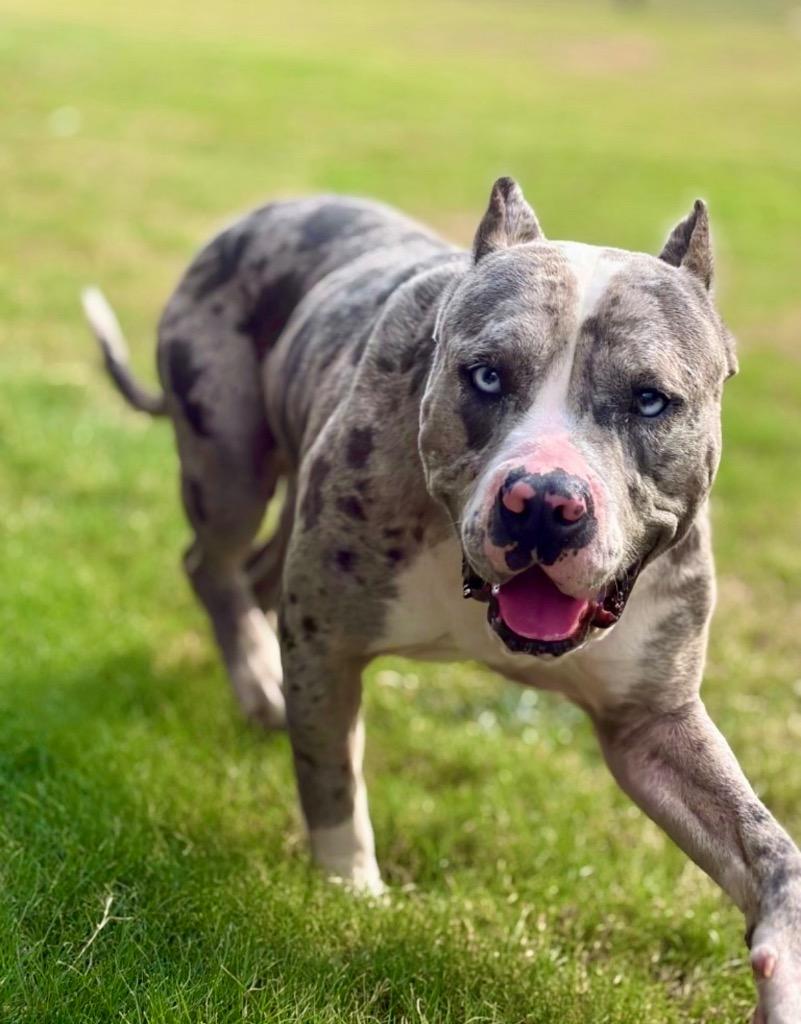 Enlarge Tiger, a Adoptable mixed breed in Princeton, MA image 3/3