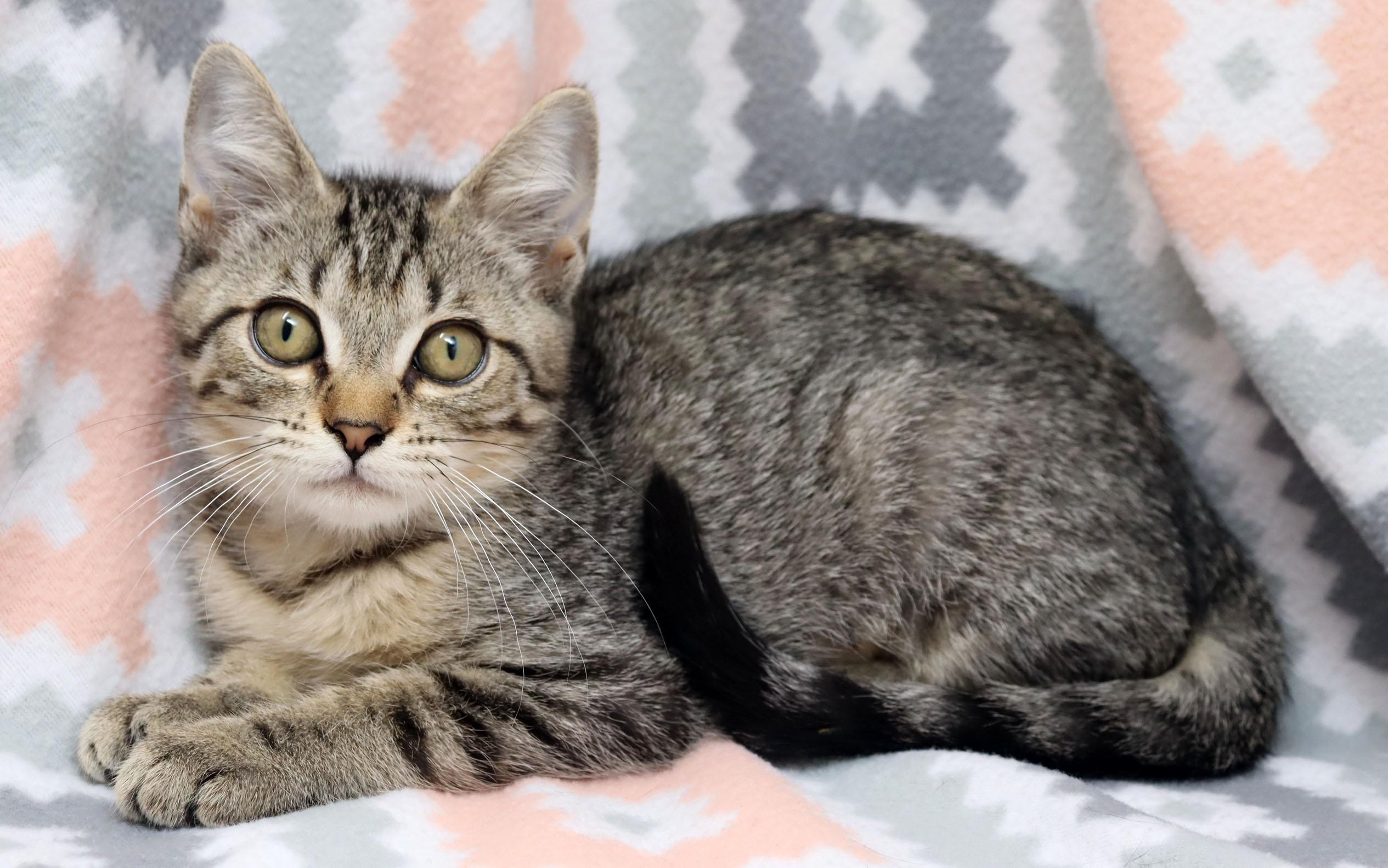 Smidge, a ADOPTABLE Domestic Short Hair in Tierra Verde, FL image 2/3