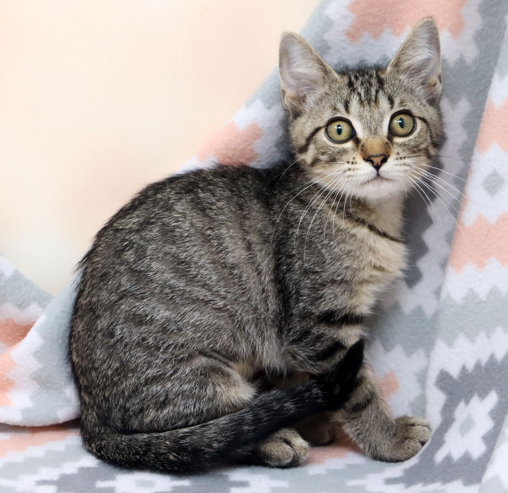Smidge, a ADOPTABLE Domestic Short Hair in Tierra Verde, FL image 3/3