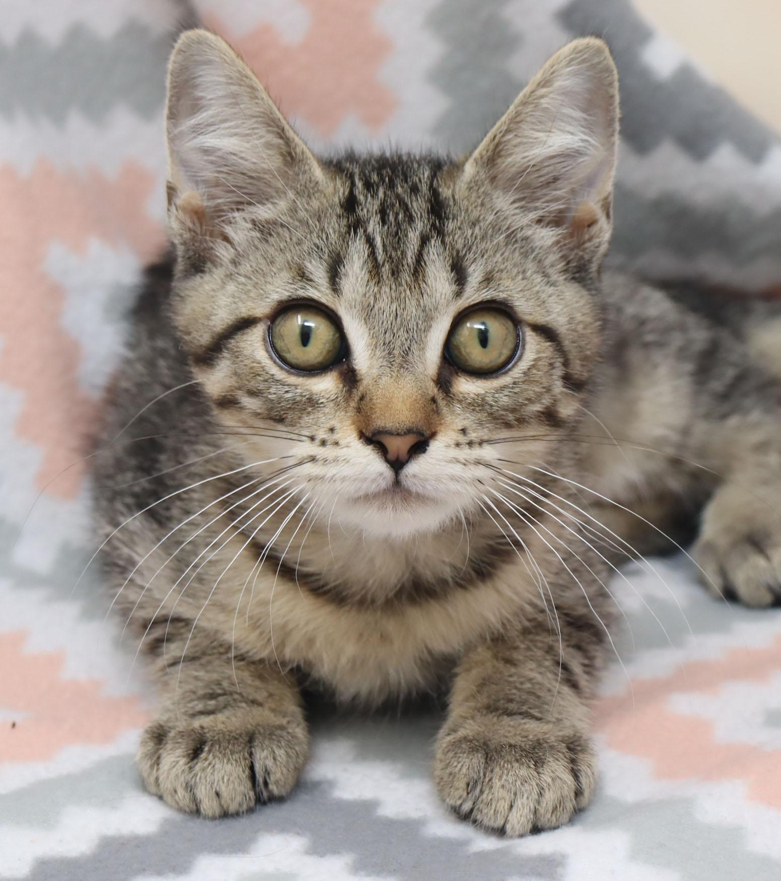 Smidge, a ADOPTABLE Domestic Short Hair in Tierra Verde, FL image 1/3