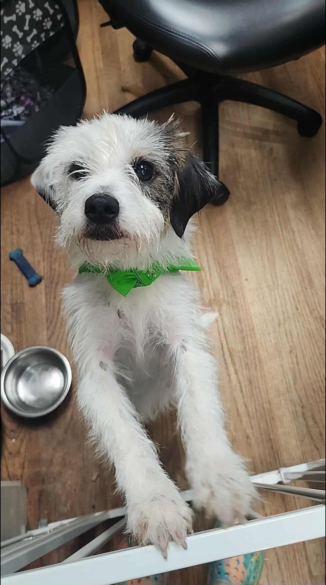 Katy Terrier Dog