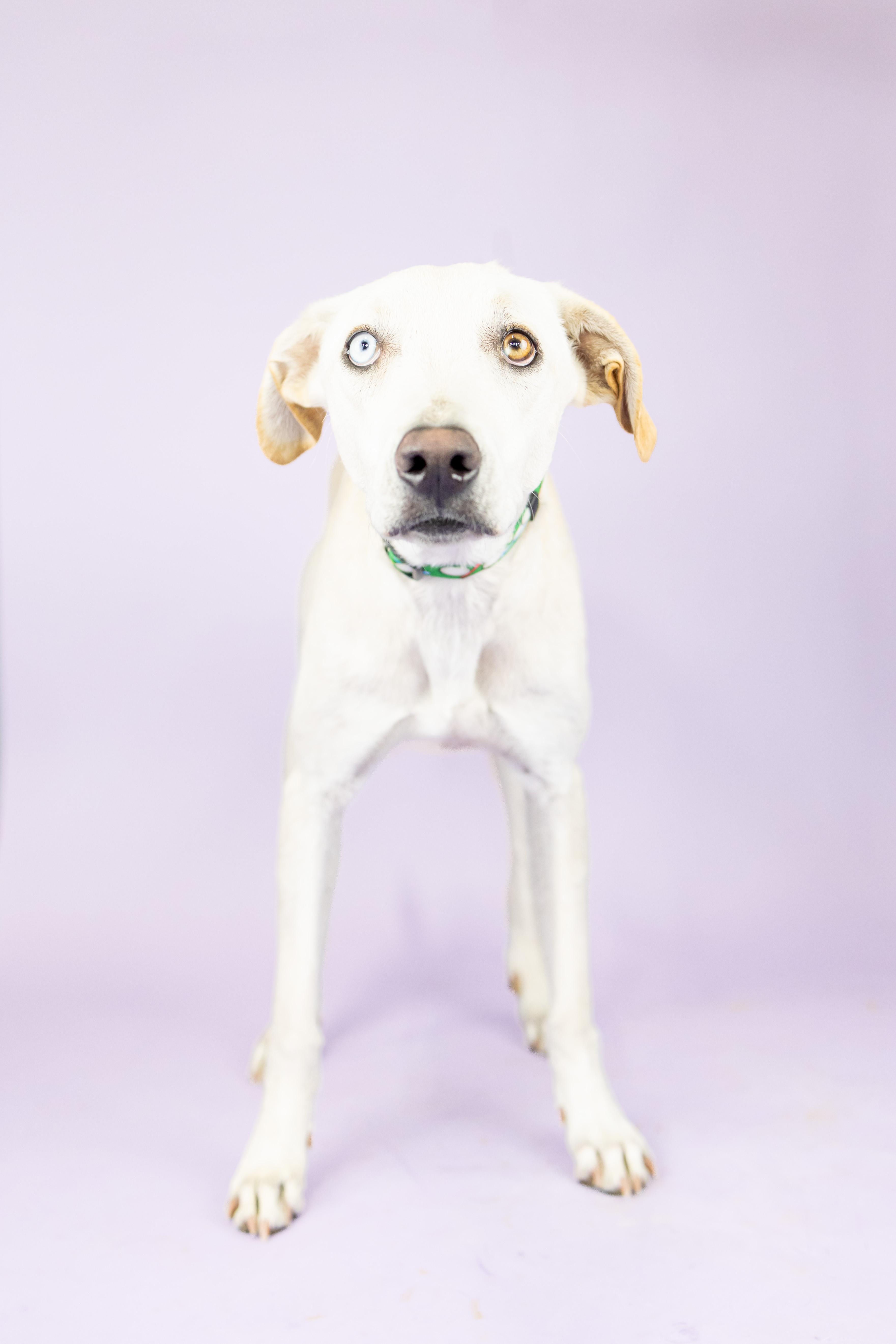 Bronson, adoptable, Young Male Mixed Breed.