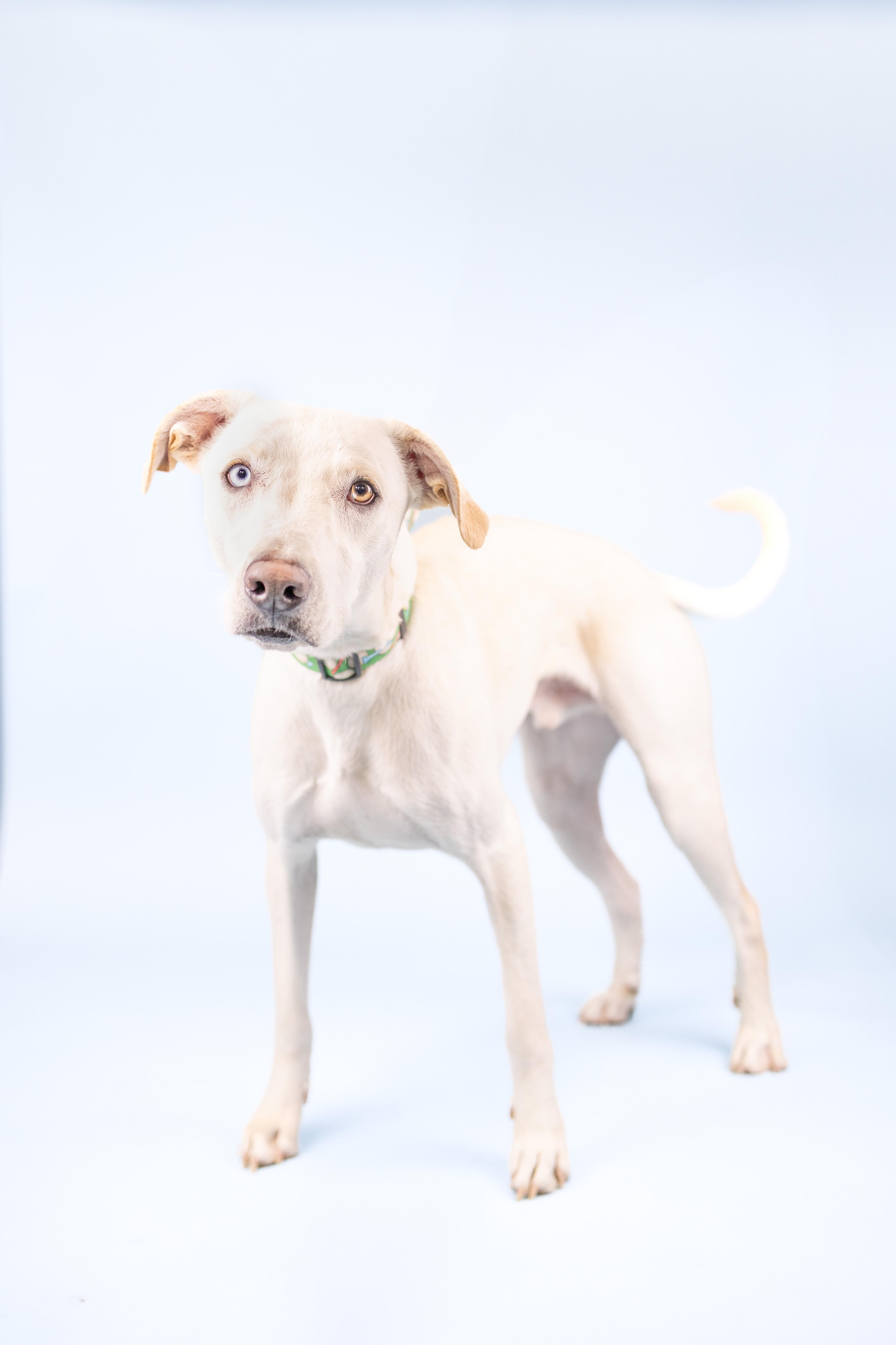 Enlarge Bronson, an adoptable mixed breed in Portland, OR image 5/5