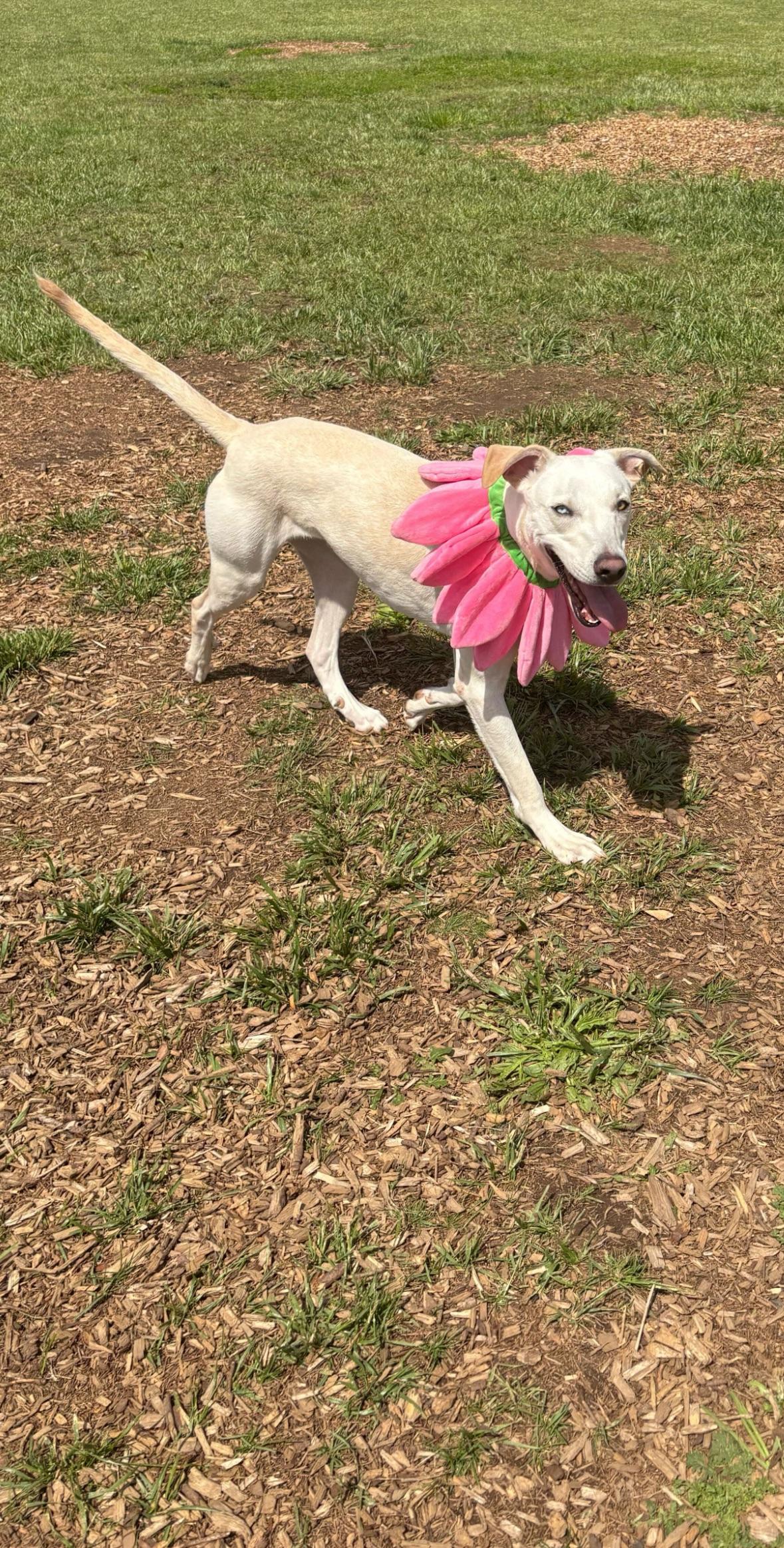 Enlarge Bronson, an adoptable mixed breed in Portland, OR image 4/5