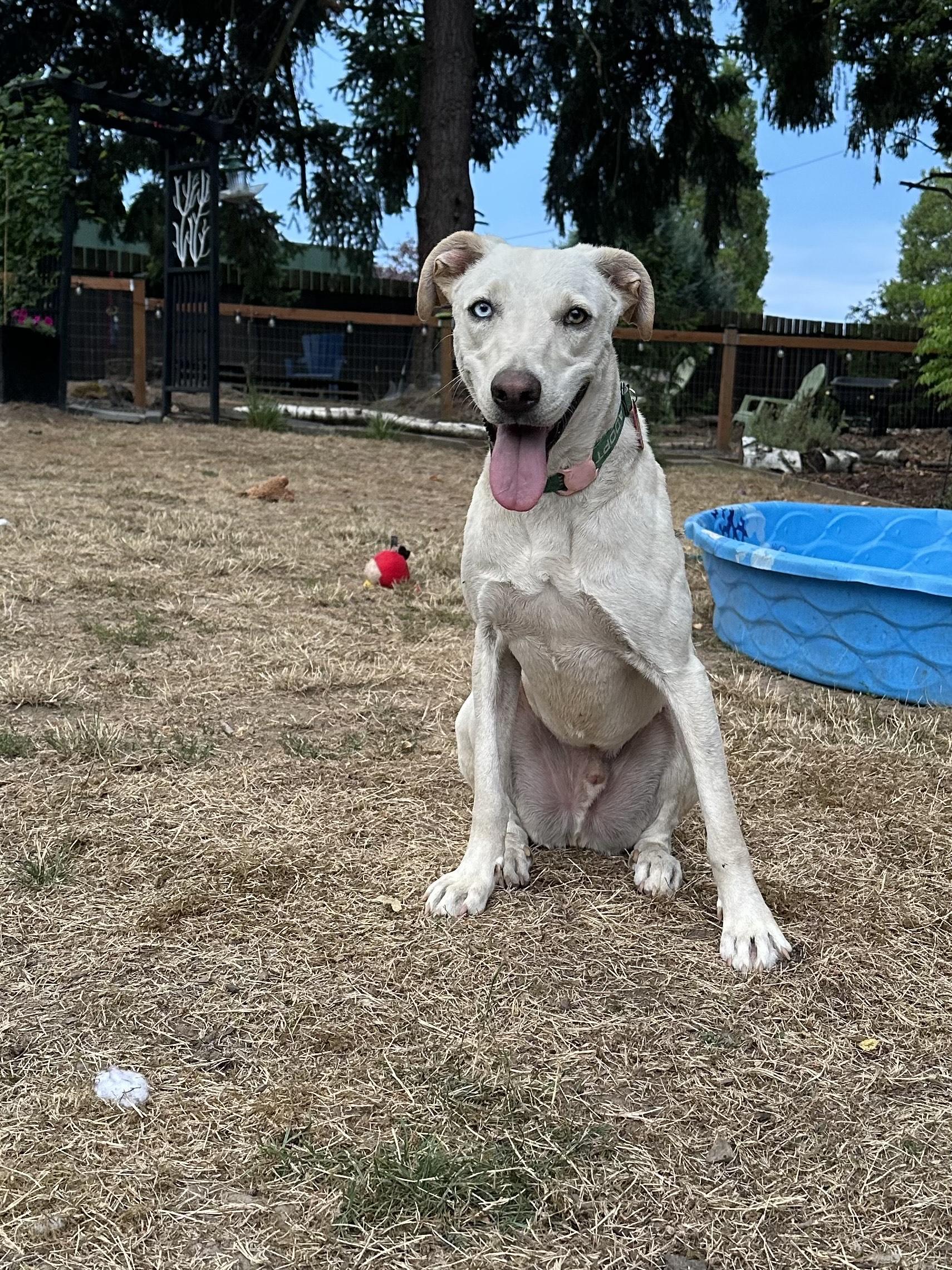 Enlarge Bronson, an adoptable mixed breed in Portland, OR image 2/5