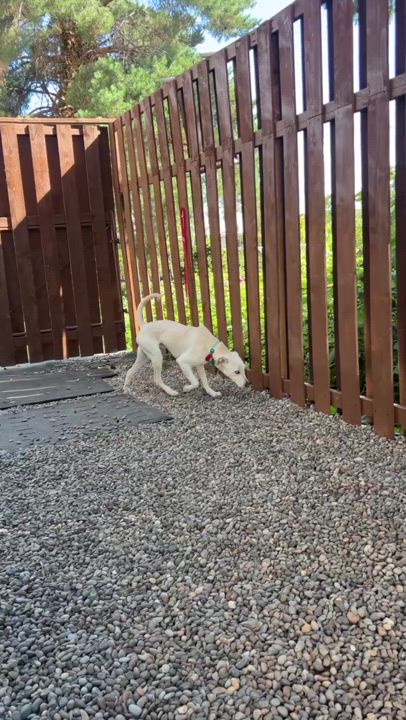 Enlarge Bronson, an adoptable mixed breed in Portland, OR video 3/5