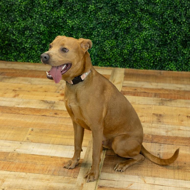 Caspie (Sponsored), Adoptable, Young Male Pit Bull Terrier & Labrador Retriever.