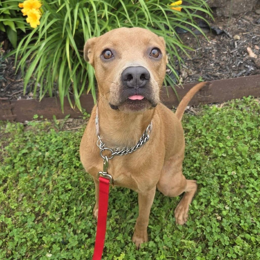 Enlarge Caspie (Sponsored), a Adoptable mixed breed in East Saint Louis, IL image 2/6