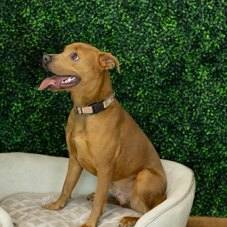 Enlarge Caspie (Sponsored), a Adoptable mixed breed in East Saint Louis, IL image 3/6
