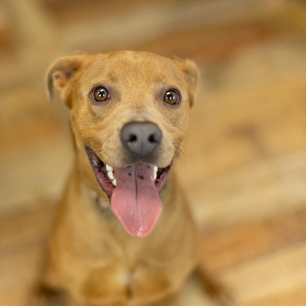 Enlarge Caspie (Sponsored), a Adoptable mixed breed in East Saint Louis, IL image 4/6