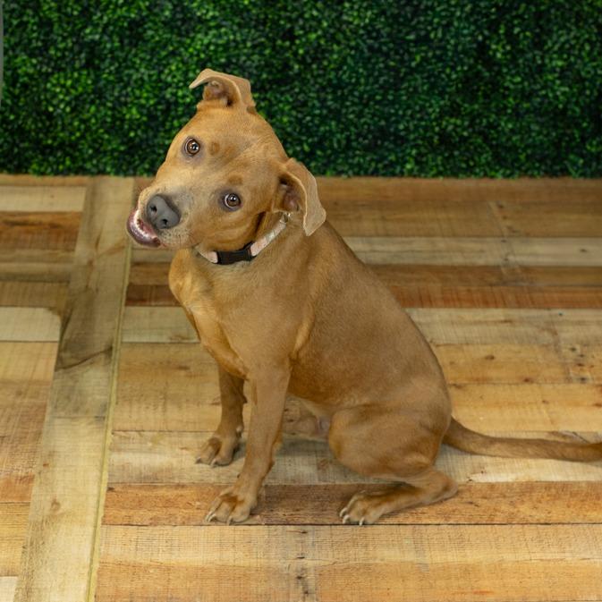 Enlarge Caspie (Sponsored), a Adoptable mixed breed in East Saint Louis, IL image 5/6