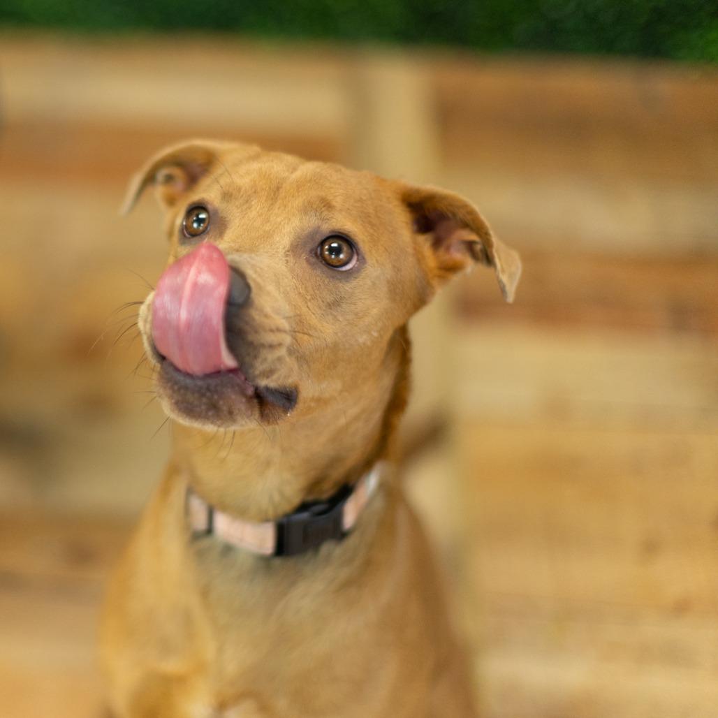 Enlarge Caspie (Sponsored), a Adoptable mixed breed in East Saint Louis, IL image 6/6