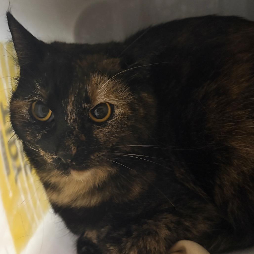 Fluff, a Adoptable Domestic Short Hair in Manhattan, KS image 1/2