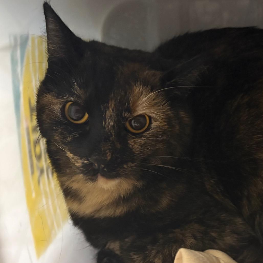 Fluff, a Adoptable Domestic Short Hair in Manhattan, KS image 2/2
