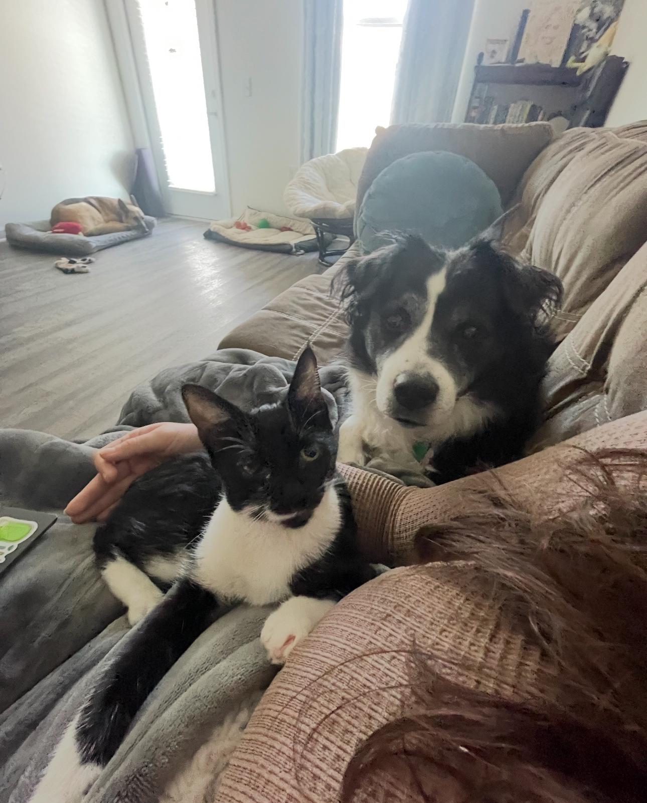 Enlarge Betsy, a Adoptable Domestic Short Hair in Charlotte, NC image 1/5