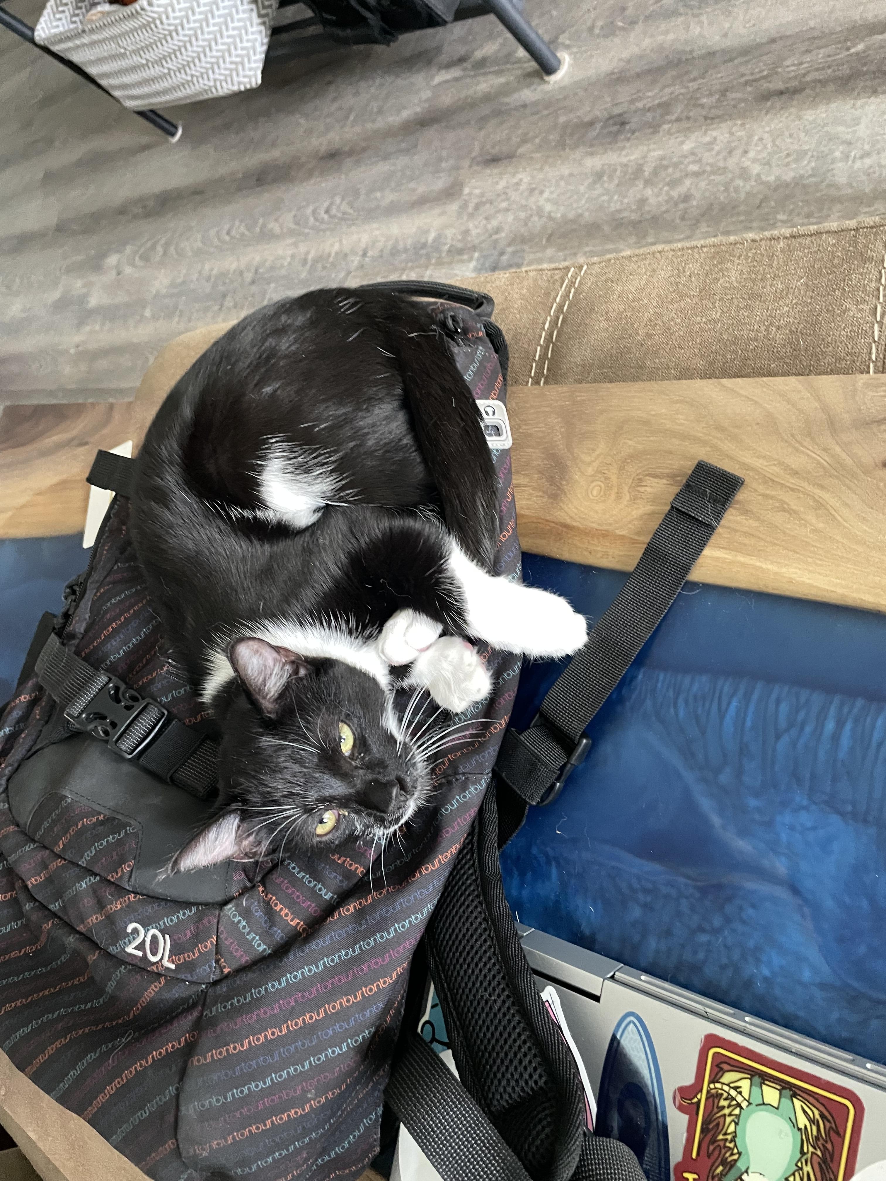 Enlarge Betsy, a Adoptable Domestic Short Hair in Charlotte, NC image 2/5