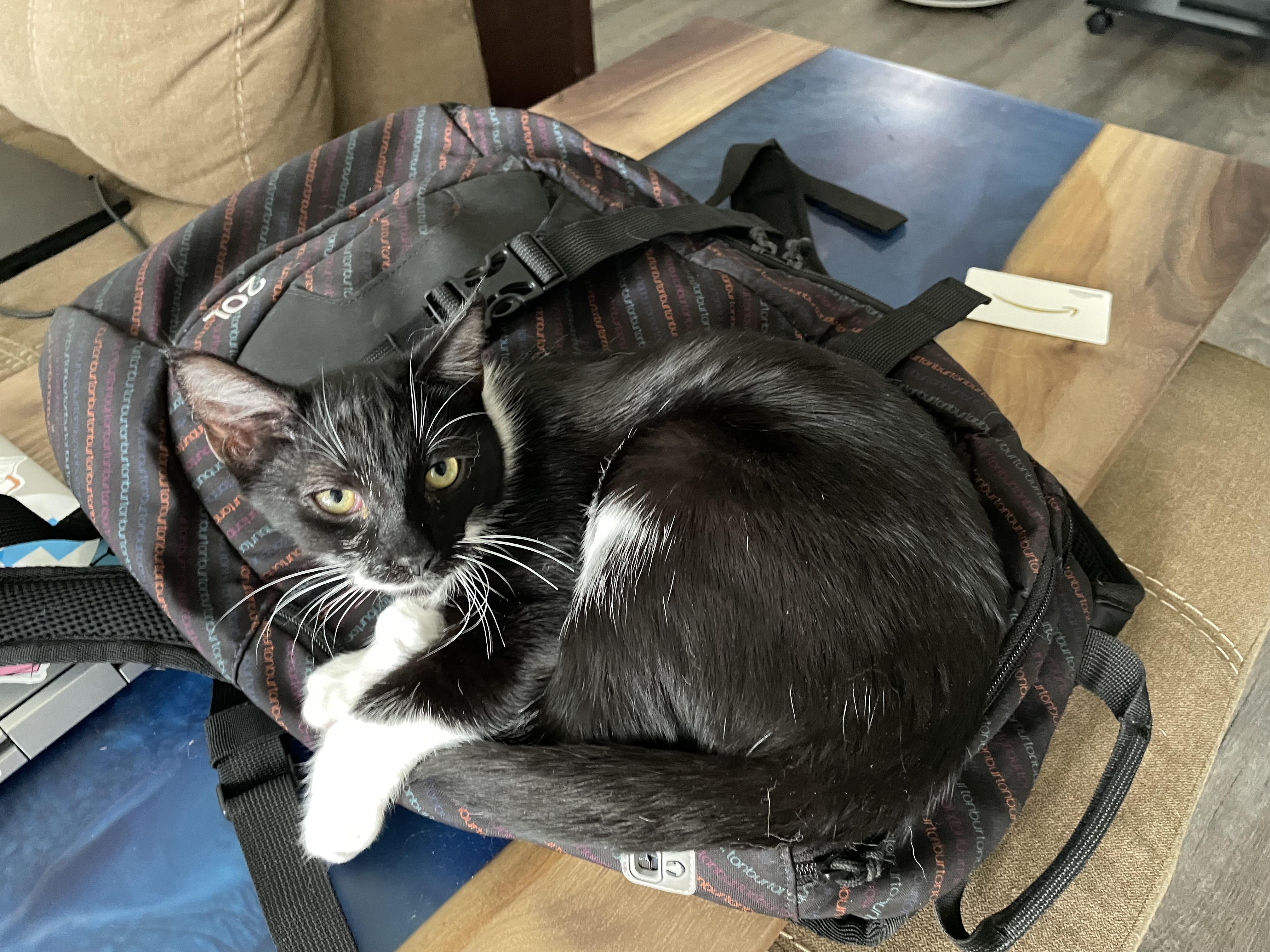 Enlarge Betsy, a Adoptable Domestic Short Hair in Charlotte, NC image 3/5