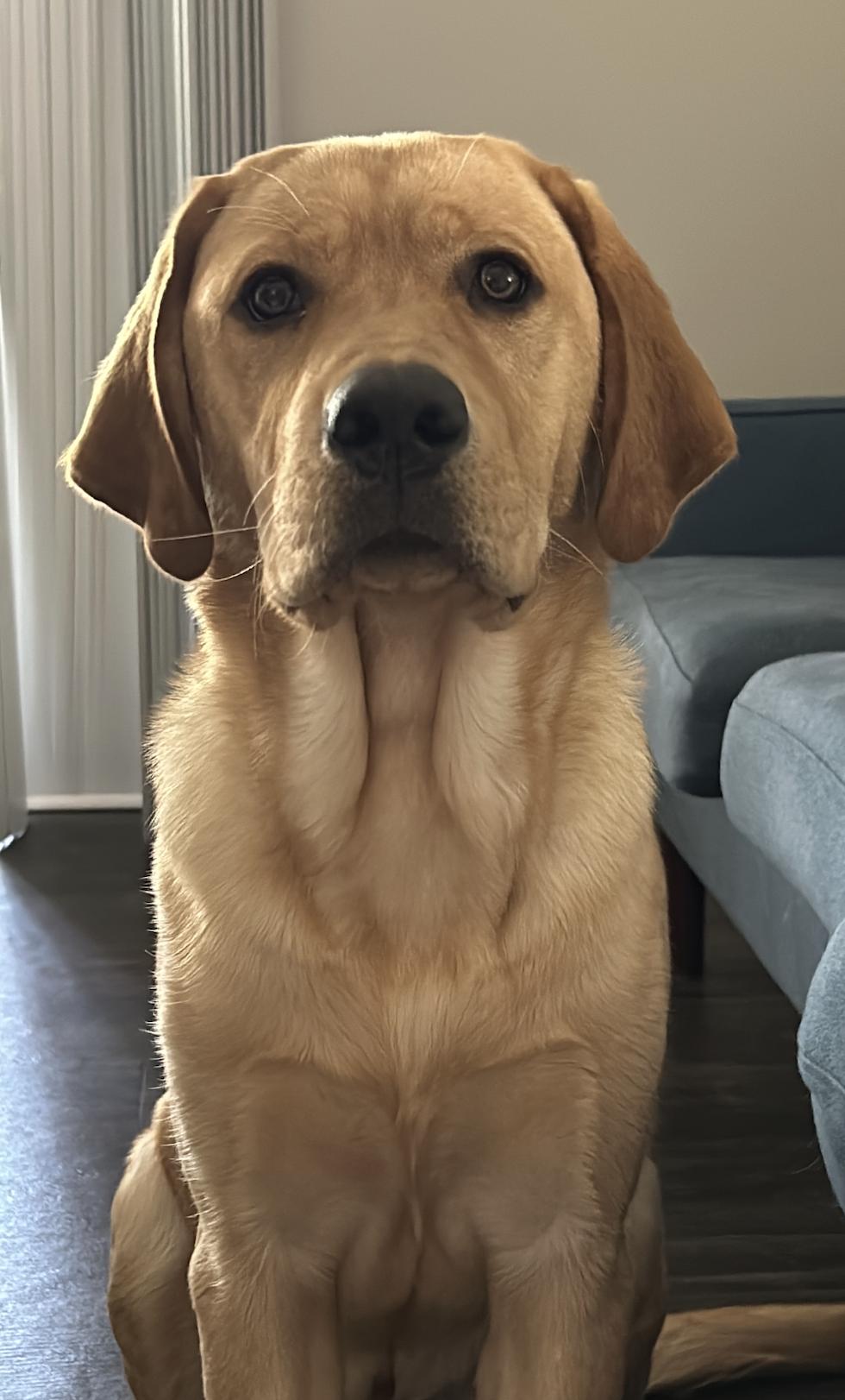 Marley. Urgently needs foster or adopter, Adoptable, Young Male Golden Retriever.