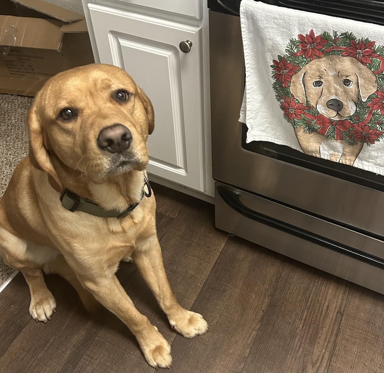 Enlarge Marley. Urgently needs foster or adopter, a Adoptable Golden Retriever in Decatur, GA image 2/3