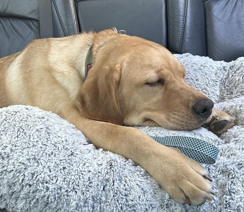 Enlarge Marley. Urgently needs foster or adopter, a Adoptable Golden Retriever in Decatur, GA image 3/3