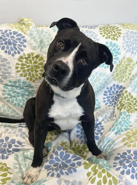 COSTA, Adoptable, Adult Male Labrador Retriever & American Bulldog.