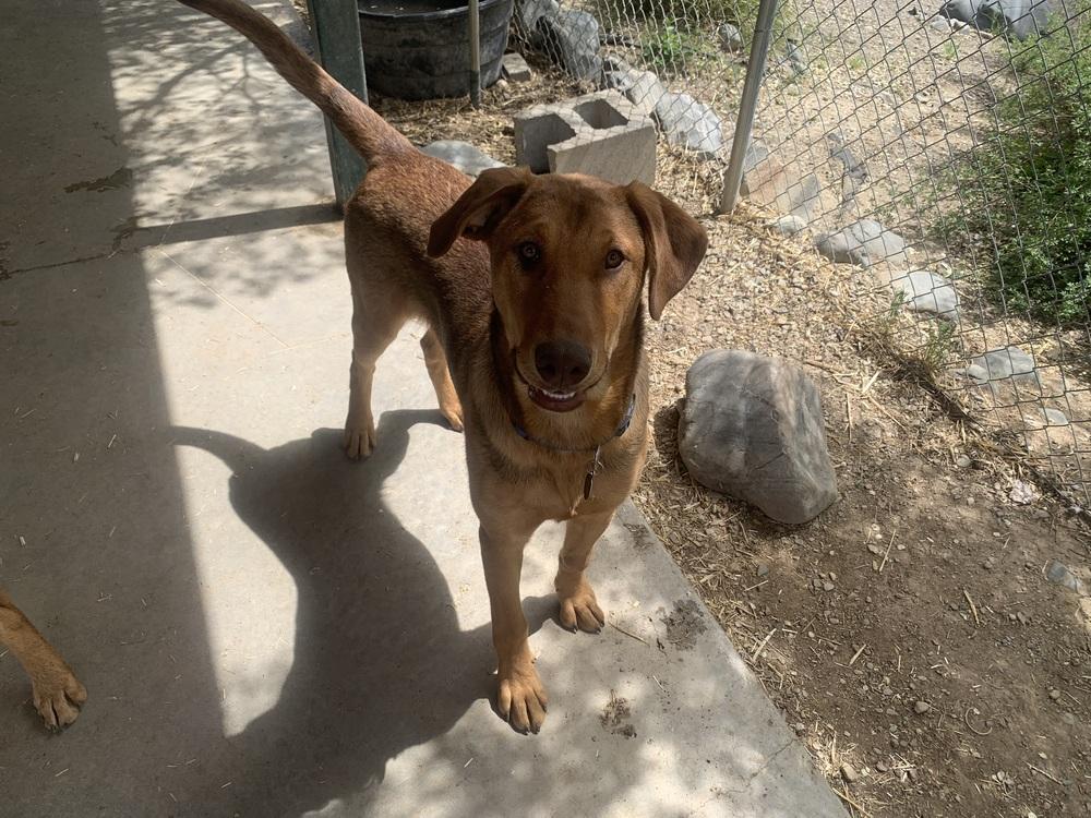 Briar, Adoptable, Puppy Male Doberman Pinscher & Retriever.