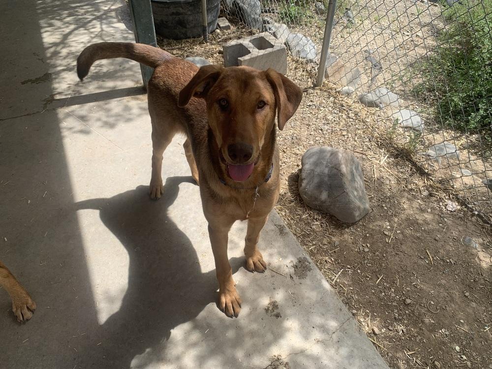 Enlarge Briar, a Adoptable mixed breed in Salmon, ID image 2/3