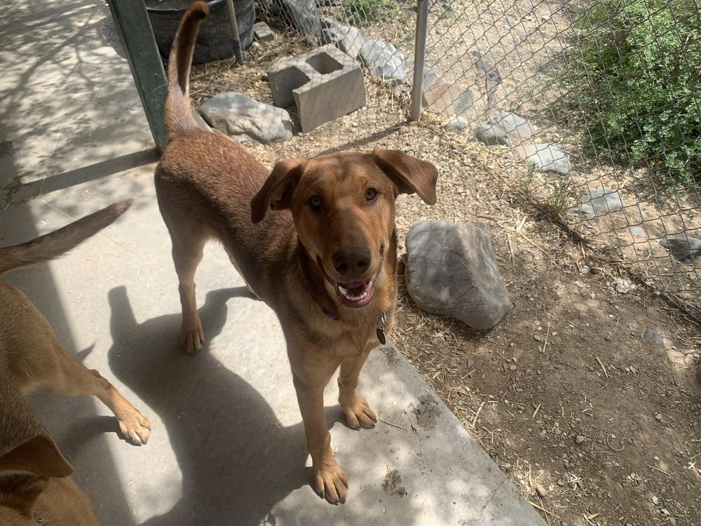 Enlarge Briar, a Adoptable mixed breed in Salmon, ID image 3/3