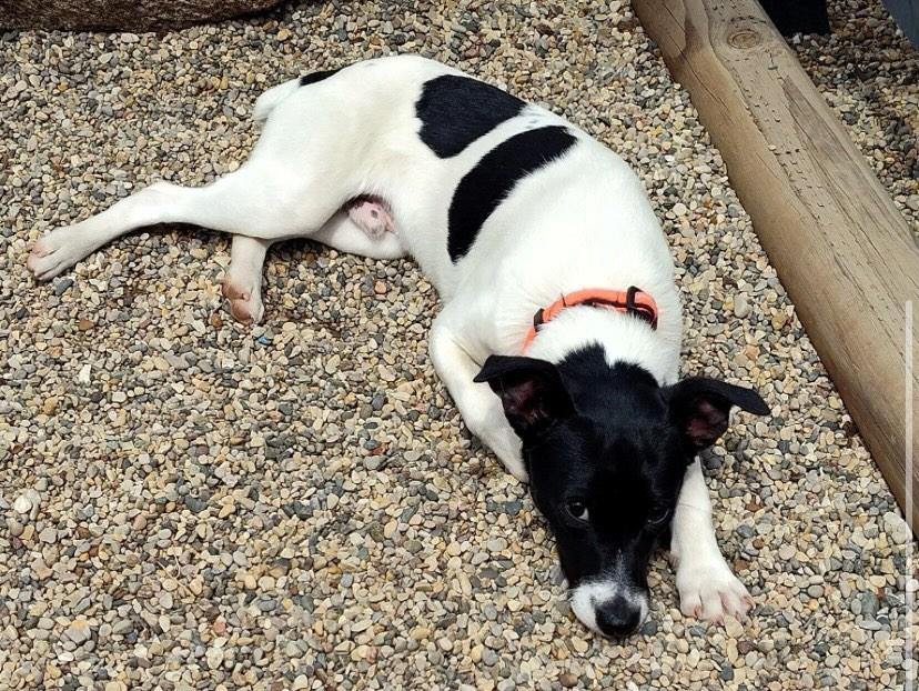 Enlarge Zero, a ADOPTABLE mixed breed in Flossmoor, IL image 1/1