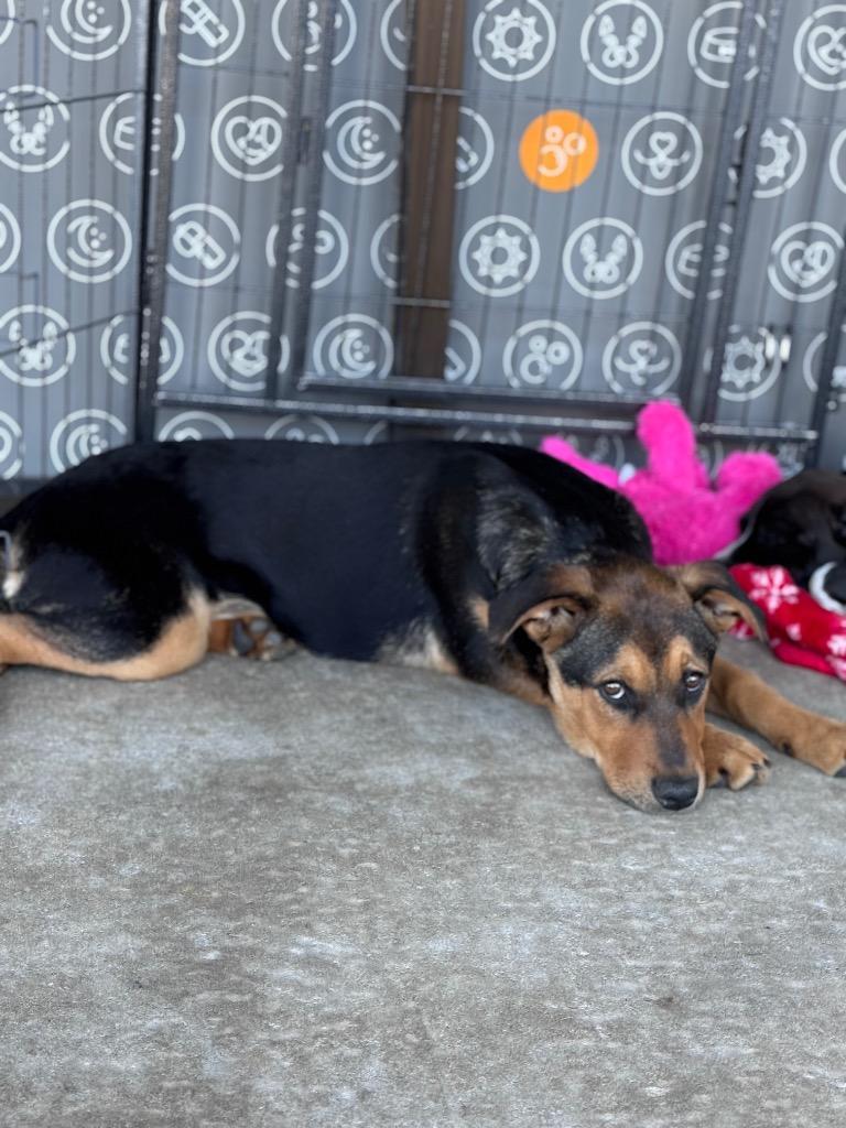 Pupachino, a Adoptable mixed breed in Waynesville, GA image 1/4