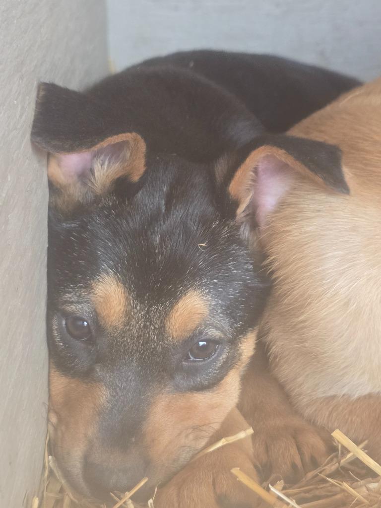 Pupachino, a Adoptable mixed breed in Waynesville, GA image 2/4