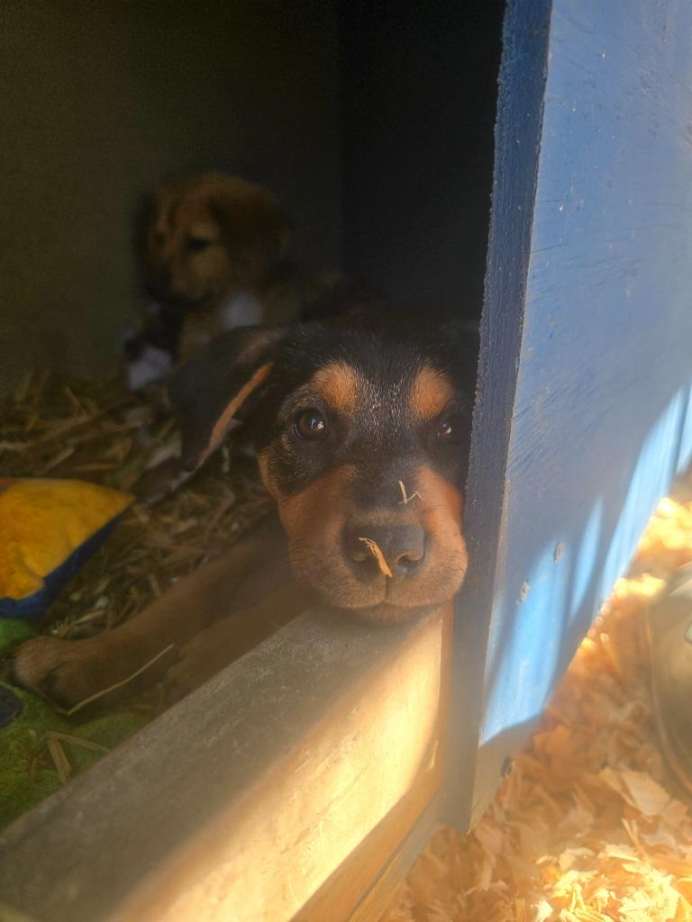 Pupachino, a Adoptable mixed breed in Waynesville, GA image 3/4