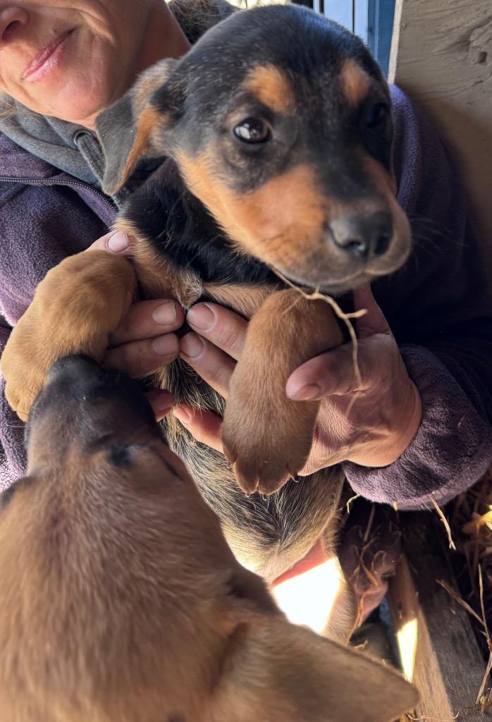 Pupachino, a Adoptable mixed breed in Waynesville, GA image 4/4