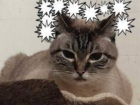 Eloise, Adopted, Adult Female Siamese.