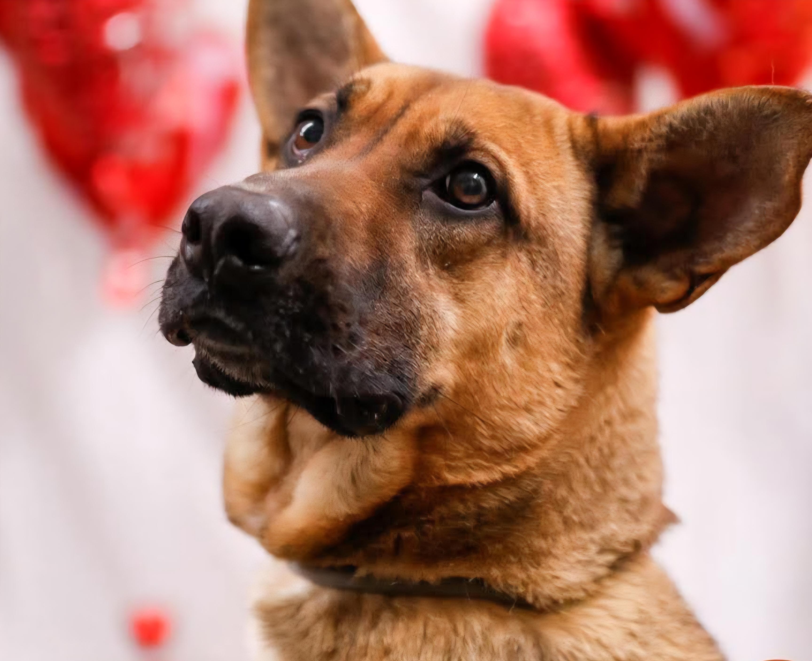 Chuck, Adoptable, Adult Male German Shepherd Dog.