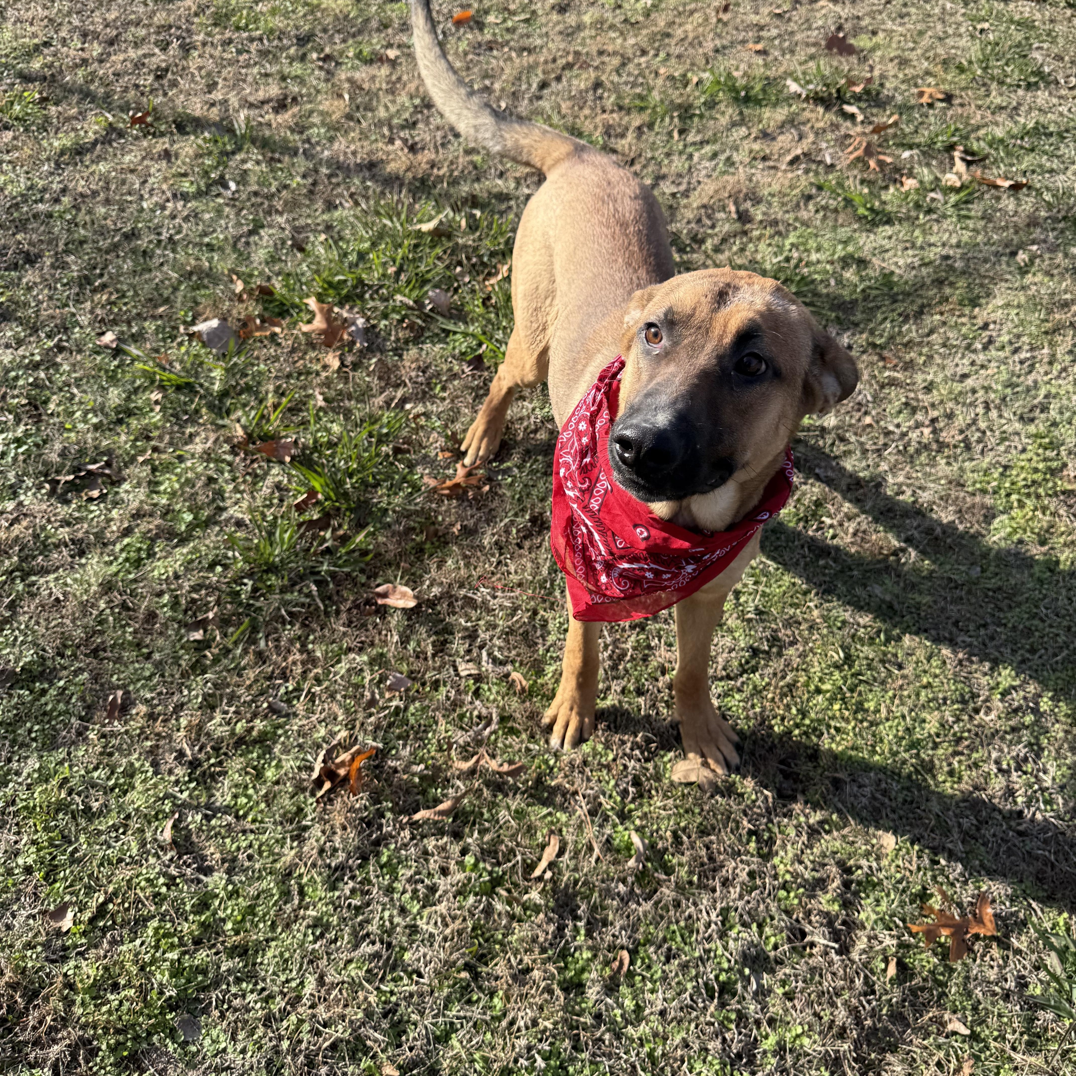 Chuck, a Adoptable mixed breed in Tahlequah, OK image 3/6