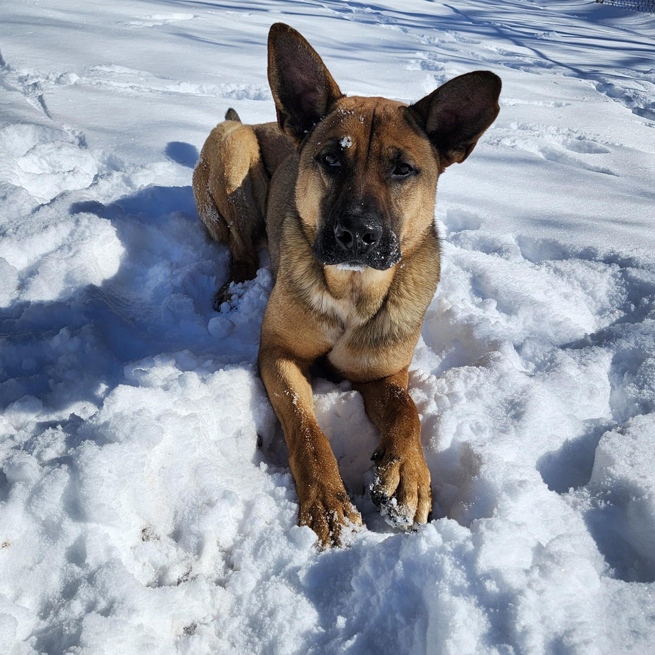 Enlarge Chuck, a Adoptable mixed breed in Tahlequah, OK image 3/6