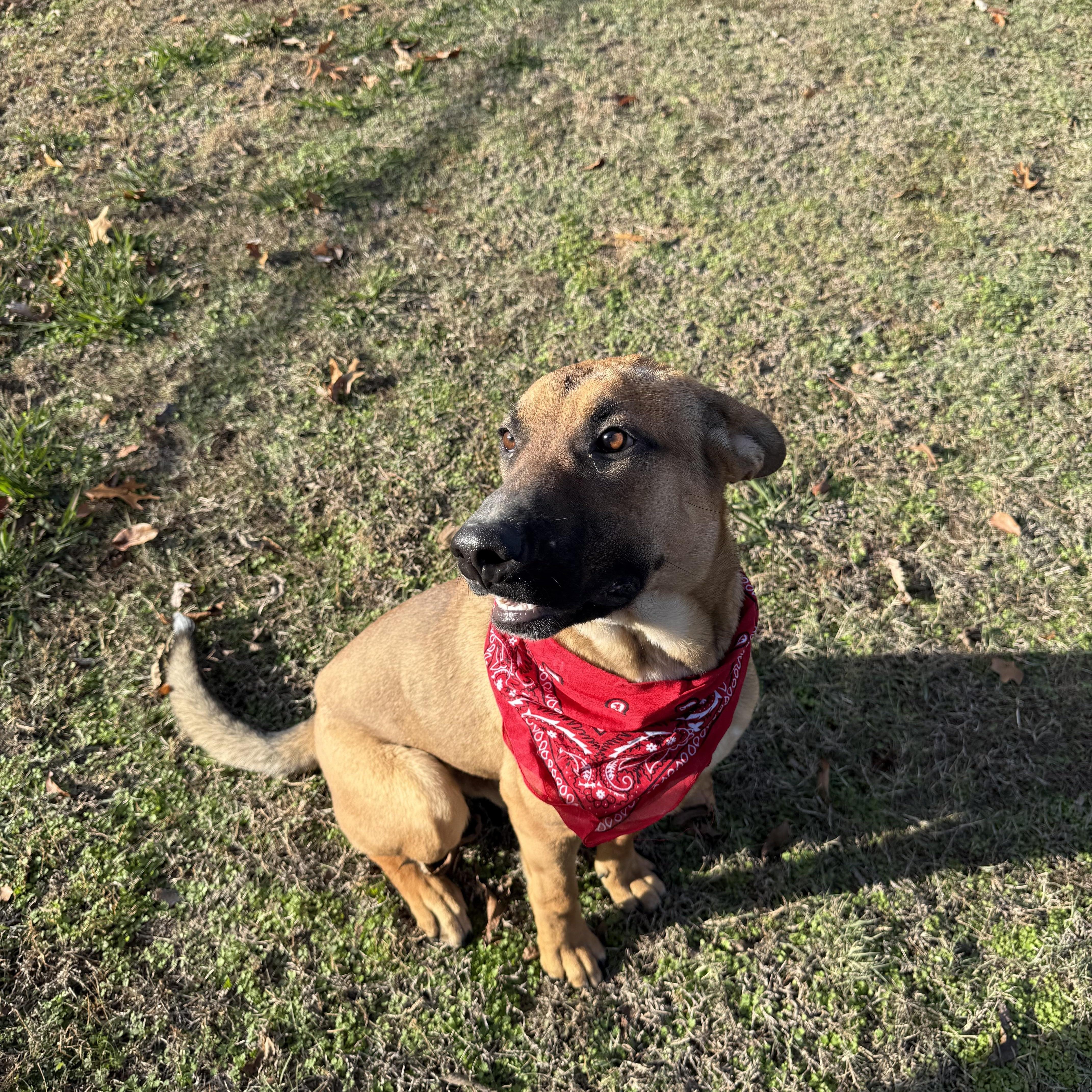 Enlarge Chuck, a Adoptable mixed breed in Tahlequah, OK image 4/6