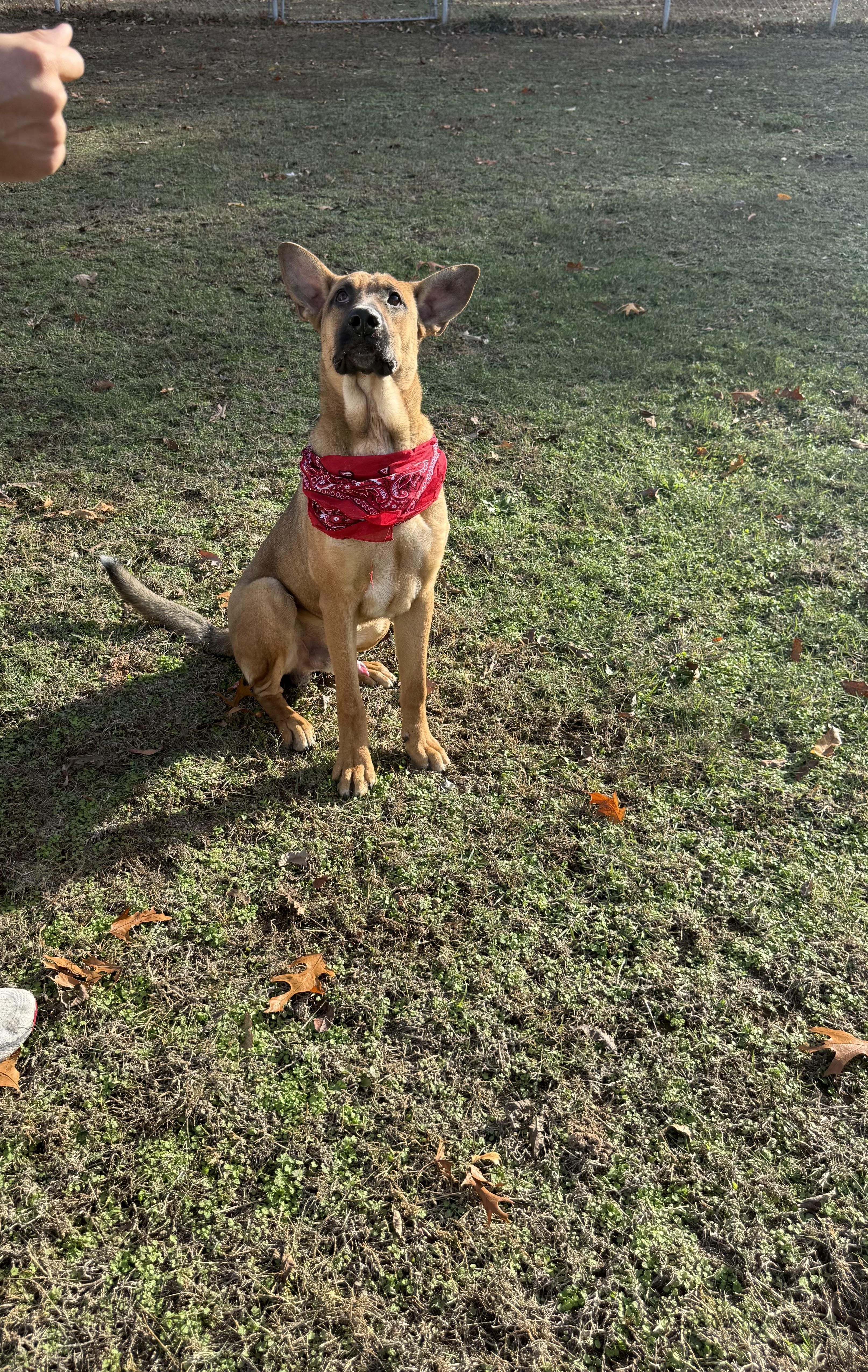 Chuck, a Adoptable mixed breed in Tahlequah, OK image 4/6